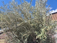 Olijfboom old trunk - olea europaea - 75 jaar oud - hoogte ca. 300 cm - afbeelding 3 van  7