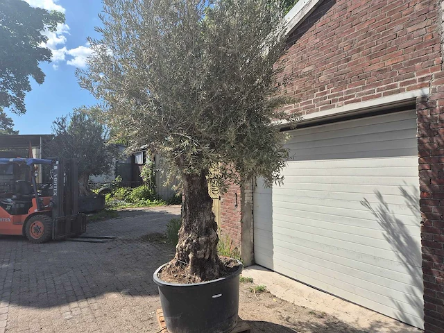Olijfboom old trunk - olea europaea - 75 jaar oud - hoogte ca. 300 cm - afbeelding 4 van  7