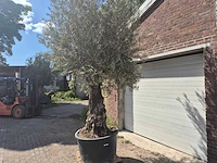 Olijfboom old trunk - olea europaea - 75 jaar oud - hoogte ca. 300 cm - afbeelding 4 van  7