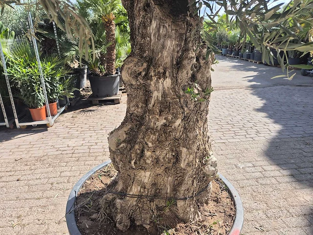 Olijfboom old trunk - olea europaea - 75 jaar oud - hoogte ca. 300 cm - afbeelding 5 van  7