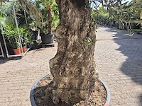 Olijfboom old trunk - olea europaea - 75 jaar oud - hoogte ca. 300 cm - afbeelding 5 van  7