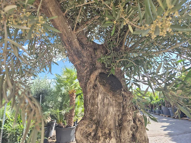 Olijfboom old trunk - olea europaea - 75 jaar oud - hoogte ca. 300 cm - afbeelding 6 van  7