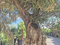 Olijfboom old trunk - olea europaea - 75 jaar oud - hoogte ca. 300 cm - afbeelding 6 van  7