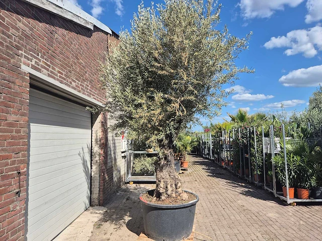 Olijfboom old trunk - olea europaea - 75 jaar oud - hoogte ca. 300 cm - afbeelding 7 van  7