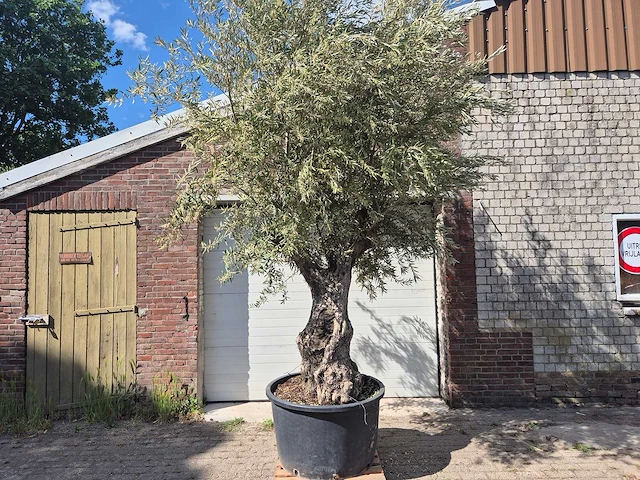 Olijfboom old trunk - olea europaea - 75 jaar oud - hoogte ca. 300 cm - afbeelding 1 van  6