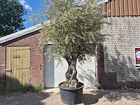 Olijfboom old trunk - olea europaea - 75 jaar oud - hoogte ca. 300 cm - afbeelding 1 van  6