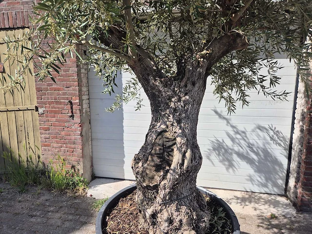 Olijfboom old trunk - olea europaea - 75 jaar oud - hoogte ca. 300 cm - afbeelding 2 van  6