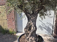 Olijfboom old trunk - olea europaea - 75 jaar oud - hoogte ca. 300 cm - afbeelding 2 van  6