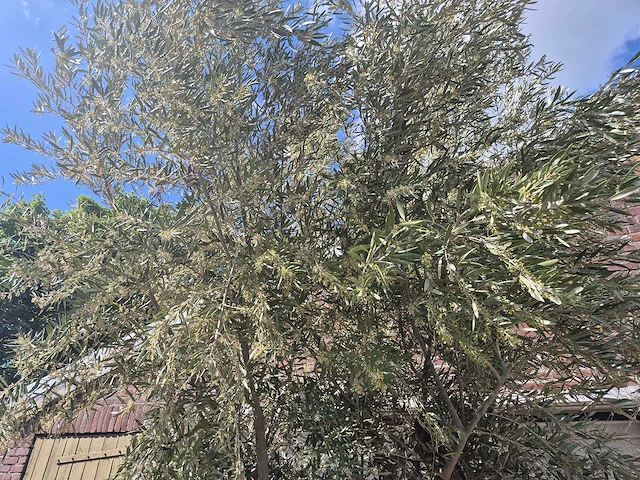 Olijfboom old trunk - olea europaea - 75 jaar oud - hoogte ca. 300 cm - afbeelding 3 van  6