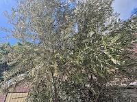 Olijfboom old trunk - olea europaea - 75 jaar oud - hoogte ca. 300 cm - afbeelding 3 van  6