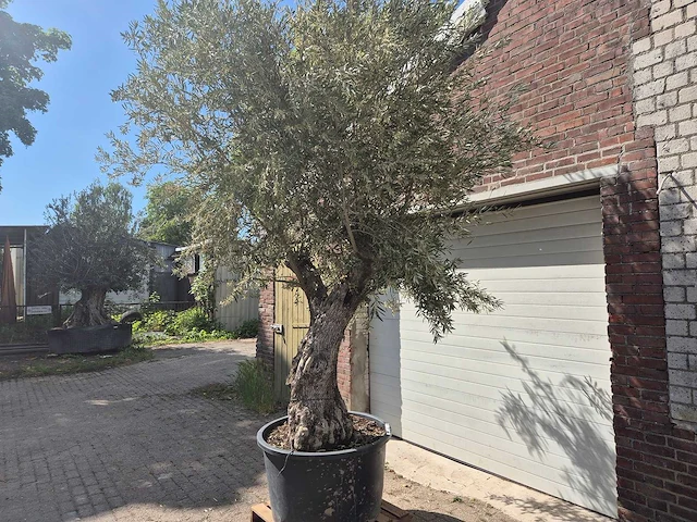 Olijfboom old trunk - olea europaea - 75 jaar oud - hoogte ca. 300 cm - afbeelding 4 van  6