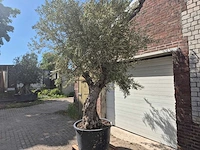 Olijfboom old trunk - olea europaea - 75 jaar oud - hoogte ca. 300 cm - afbeelding 4 van  6