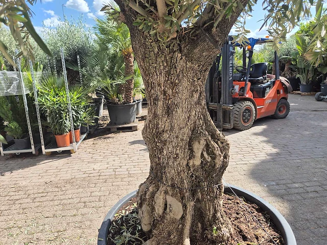 Olijfboom old trunk - olea europaea - 75 jaar oud - hoogte ca. 300 cm - afbeelding 5 van  6