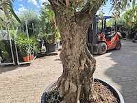 Olijfboom old trunk - olea europaea - 75 jaar oud - hoogte ca. 300 cm - afbeelding 5 van  6