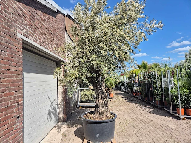 Olijfboom old trunk - olea europaea - 75 jaar oud - hoogte ca. 300 cm - afbeelding 6 van  6