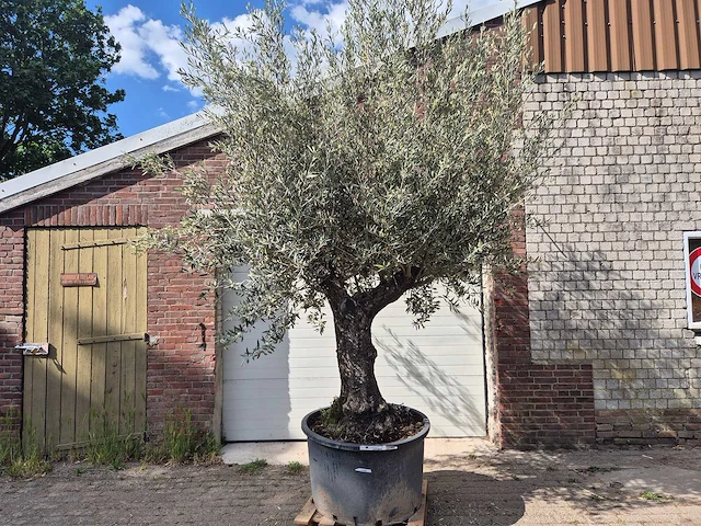 Olijfboom old trunk - olea europaea - 75 jaar oud - hoogte ca. 300 cm - afbeelding 1 van  6