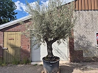 Olijfboom old trunk - olea europaea - 75 jaar oud - hoogte ca. 300 cm - afbeelding 1 van  6