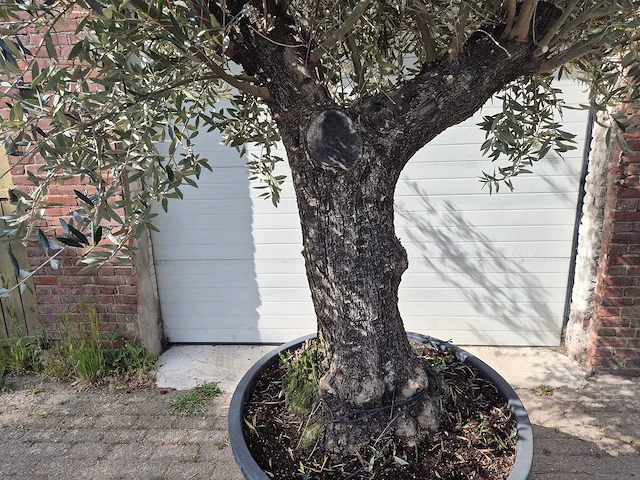 Olijfboom old trunk - olea europaea - 75 jaar oud - hoogte ca. 300 cm - afbeelding 2 van  6