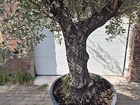 Olijfboom old trunk - olea europaea - 75 jaar oud - hoogte ca. 300 cm - afbeelding 2 van  6