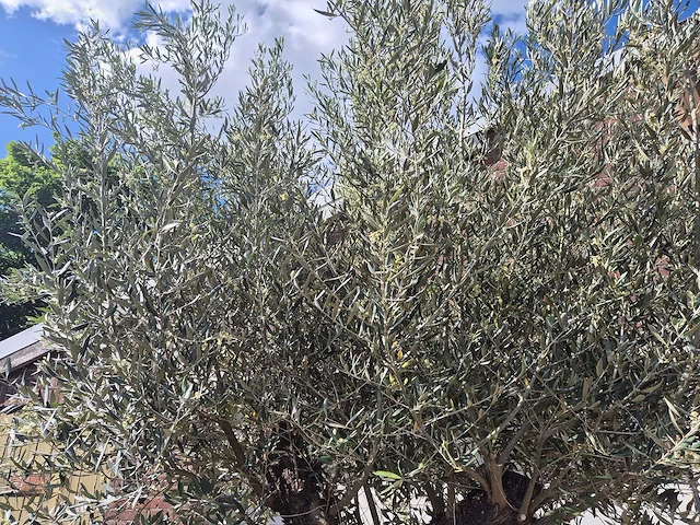 Olijfboom old trunk - olea europaea - 75 jaar oud - hoogte ca. 300 cm - afbeelding 3 van  6