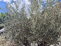 Olijfboom old trunk - olea europaea - 75 jaar oud - hoogte ca. 300 cm - afbeelding 3 van  6