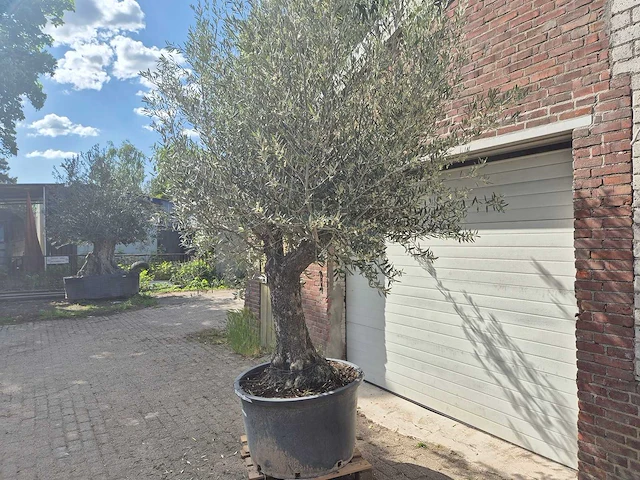Olijfboom old trunk - olea europaea - 75 jaar oud - hoogte ca. 300 cm - afbeelding 4 van  6