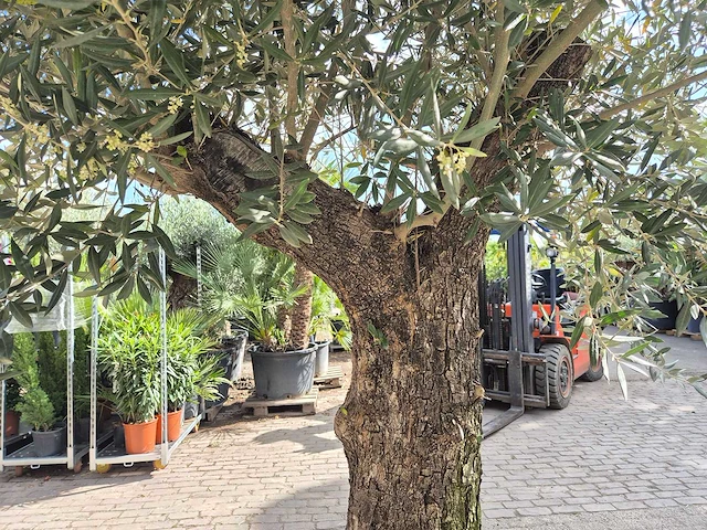 Olijfboom old trunk - olea europaea - 75 jaar oud - hoogte ca. 300 cm - afbeelding 5 van  6