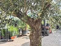 Olijfboom old trunk - olea europaea - 75 jaar oud - hoogte ca. 300 cm - afbeelding 5 van  6