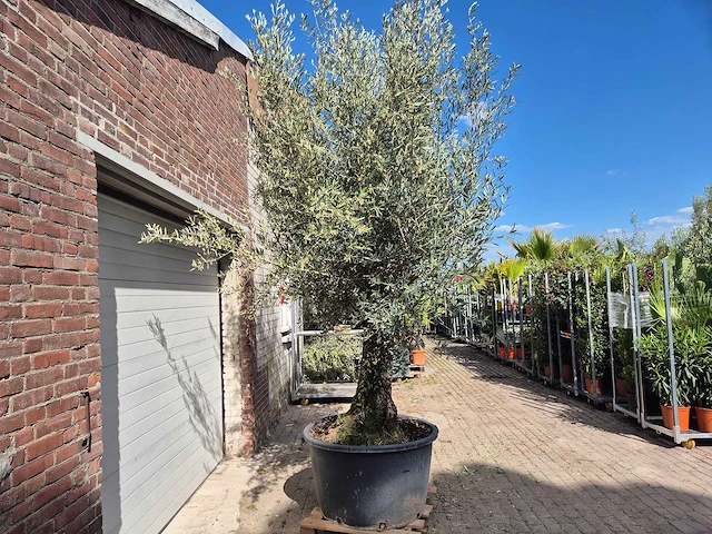 Olijfboom old trunk - olea europaea - 75 jaar oud - hoogte ca. 300 cm - afbeelding 6 van  6