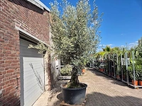 Olijfboom old trunk - olea europaea - 75 jaar oud - hoogte ca. 300 cm - afbeelding 6 van  6
