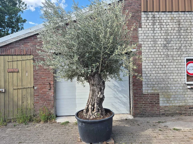 Olijfboom old trunk - olea europaea - 75 jaar oud - hoogte ca. 300 cm - afbeelding 1 van  6