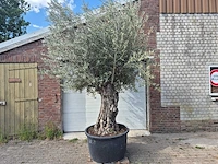 Olijfboom old trunk - olea europaea - 75 jaar oud - hoogte ca. 300 cm - afbeelding 1 van  6