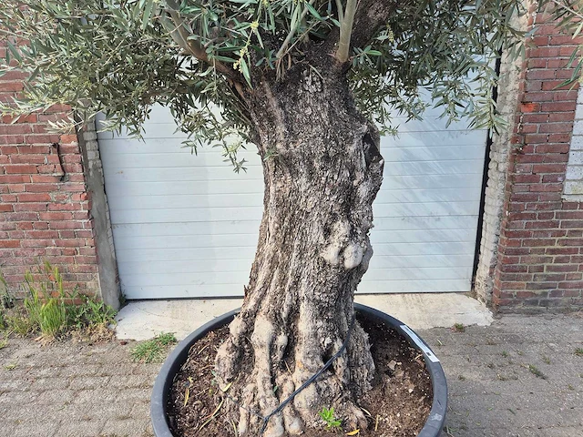 Olijfboom old trunk - olea europaea - 75 jaar oud - hoogte ca. 300 cm - afbeelding 2 van  6