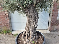 Olijfboom old trunk - olea europaea - 75 jaar oud - hoogte ca. 300 cm - afbeelding 2 van  6