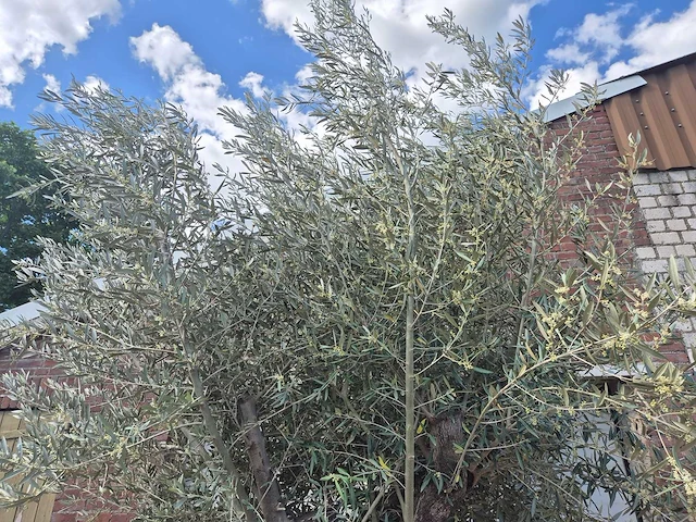 Olijfboom old trunk - olea europaea - 75 jaar oud - hoogte ca. 300 cm - afbeelding 3 van  6