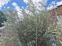 Olijfboom old trunk - olea europaea - 75 jaar oud - hoogte ca. 300 cm - afbeelding 3 van  6
