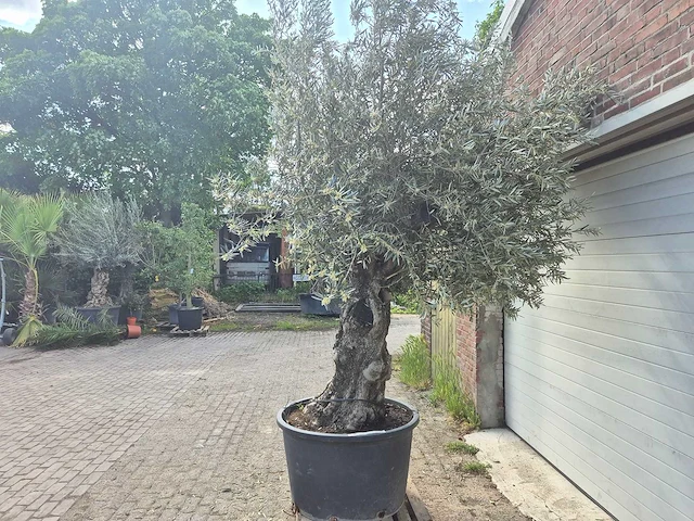 Olijfboom old trunk - olea europaea - 75 jaar oud - hoogte ca. 300 cm - afbeelding 4 van  6