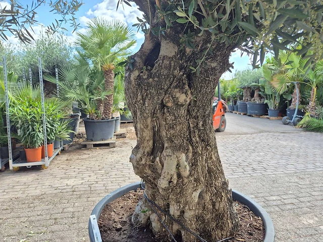 Olijfboom old trunk - olea europaea - 75 jaar oud - hoogte ca. 300 cm - afbeelding 5 van  6