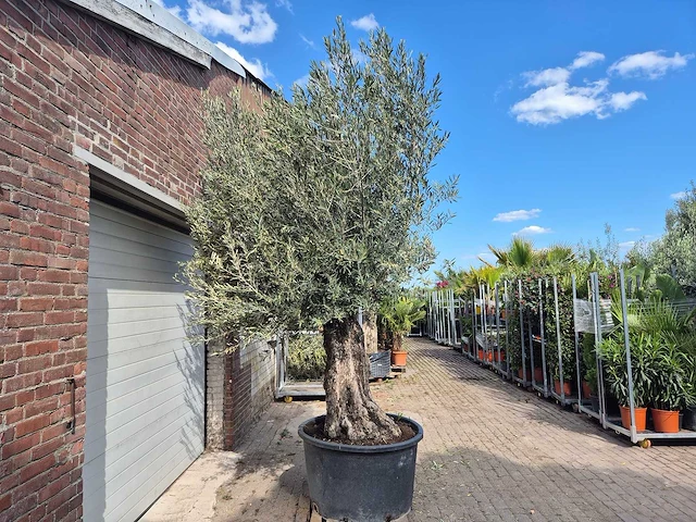 Olijfboom old trunk - olea europaea - 75 jaar oud - hoogte ca. 300 cm - afbeelding 6 van  6
