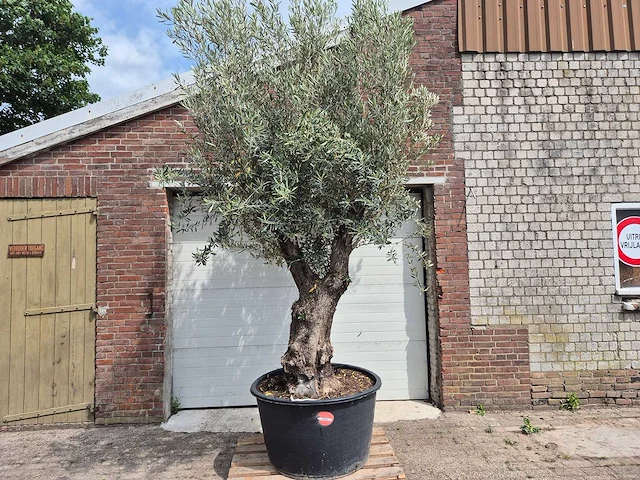 Olijfboom old trunk - olea europaea - 75 jaar oud - hoogte ca. 300 cm - afbeelding 1 van  5