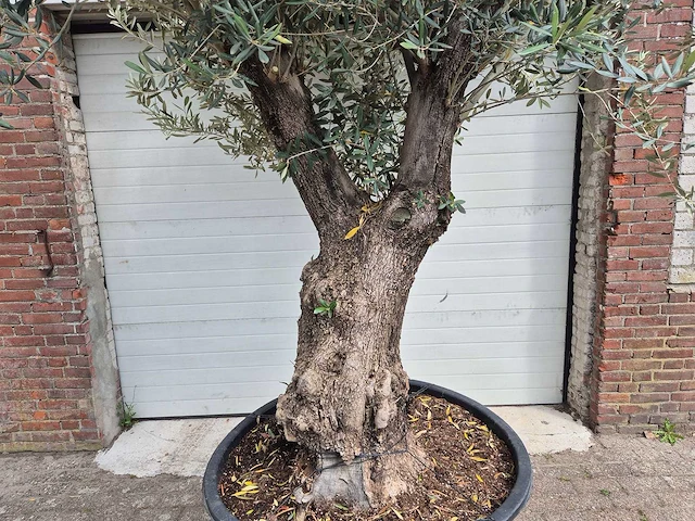 Olijfboom old trunk - olea europaea - 75 jaar oud - hoogte ca. 300 cm - afbeelding 2 van  5