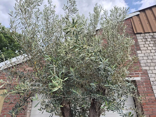 Olijfboom old trunk - olea europaea - 75 jaar oud - hoogte ca. 300 cm - afbeelding 3 van  5