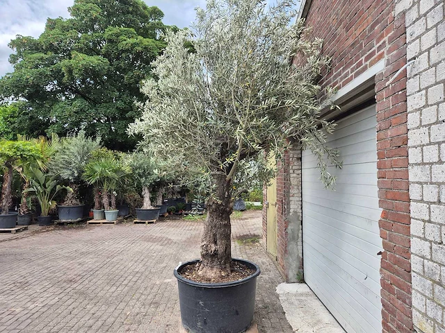 Olijfboom old trunk - olea europaea - 75 jaar oud - hoogte ca. 300 cm - afbeelding 4 van  5