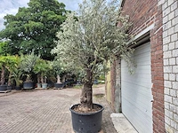Olijfboom old trunk - olea europaea - 75 jaar oud - hoogte ca. 300 cm - afbeelding 4 van  5