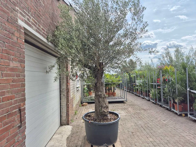 Olijfboom old trunk - olea europaea - 75 jaar oud - hoogte ca. 300 cm - afbeelding 5 van  5