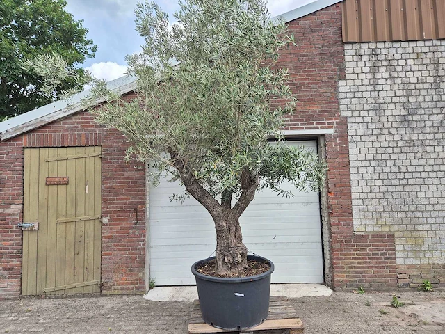 Olijfboom old trunk - olea europaea - 75 jaar oud - hoogte ca. 300 cm - afbeelding 1 van  8