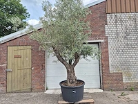 Olijfboom old trunk - olea europaea - 75 jaar oud - hoogte ca. 300 cm - afbeelding 1 van  8