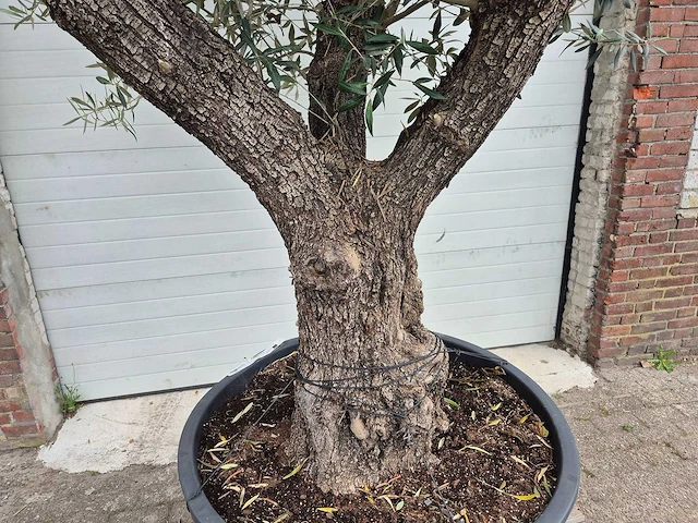 Olijfboom old trunk - olea europaea - 75 jaar oud - hoogte ca. 300 cm - afbeelding 2 van  8