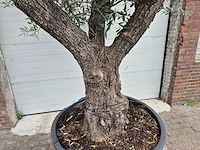 Olijfboom old trunk - olea europaea - 75 jaar oud - hoogte ca. 300 cm - afbeelding 2 van  8