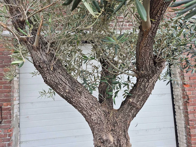 Olijfboom old trunk - olea europaea - 75 jaar oud - hoogte ca. 300 cm - afbeelding 3 van  8